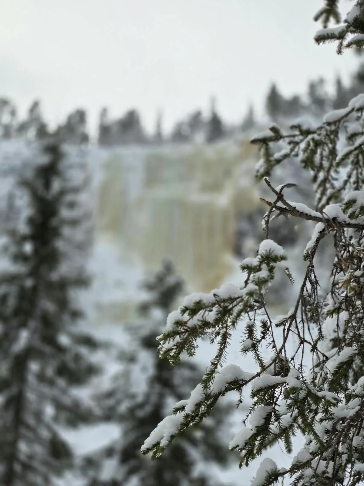 Snow-covered spruce trees in Lapland