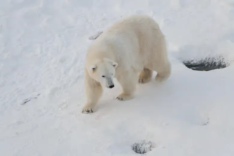 Polar bear walking across the snow at Ranua Wildlife Park