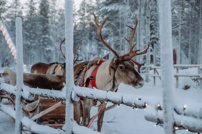 Reindeer beside a wooden fence at a snowy Lapland farm