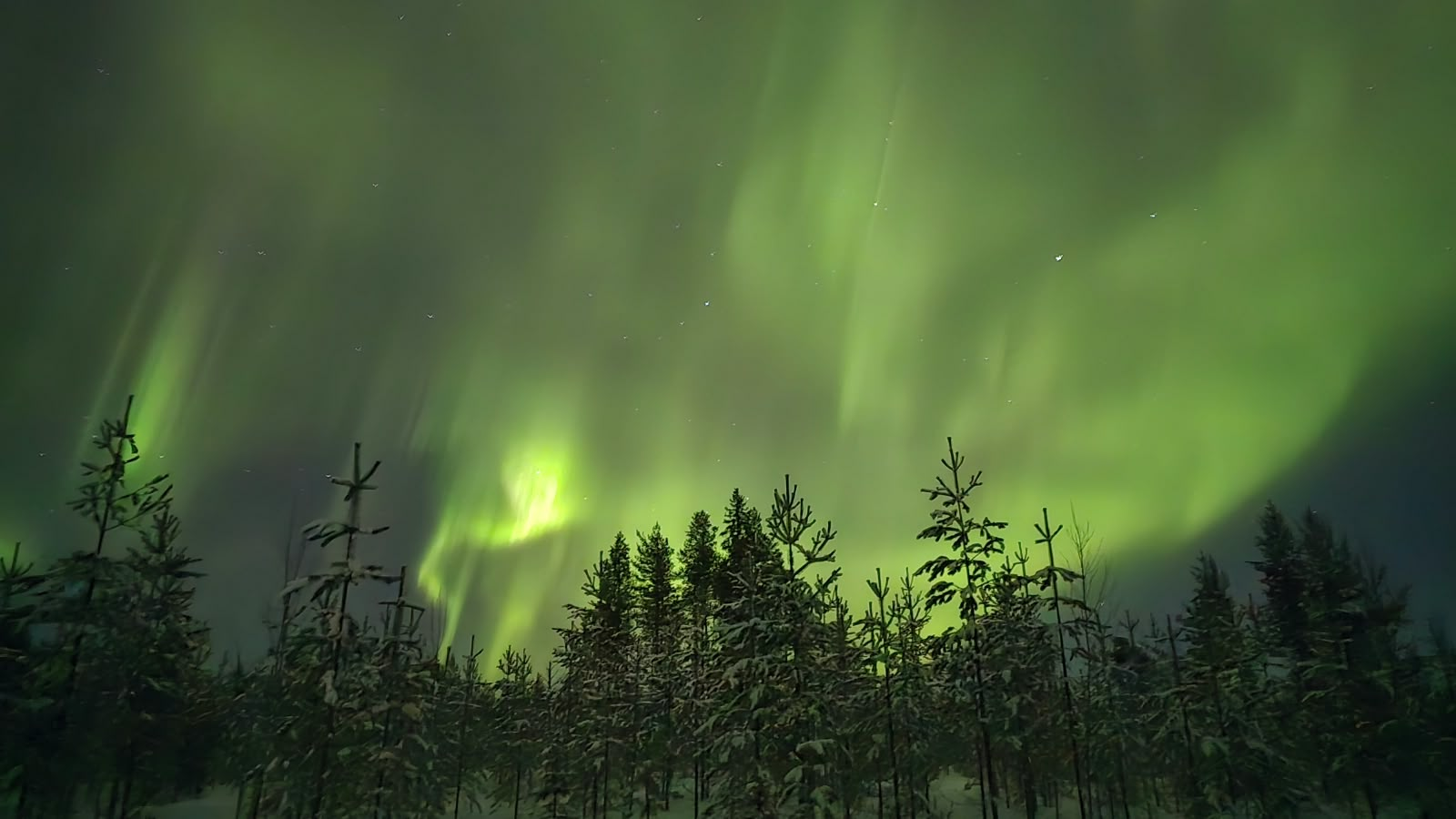 Aurora above Lapland forest