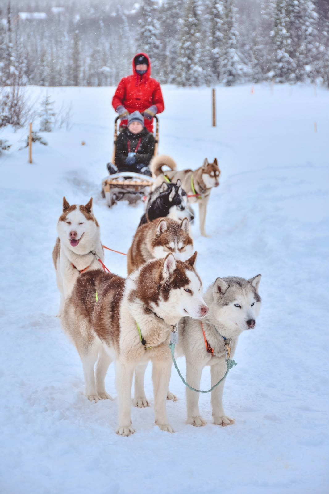 Husky team pulling a sled through the snowy forest