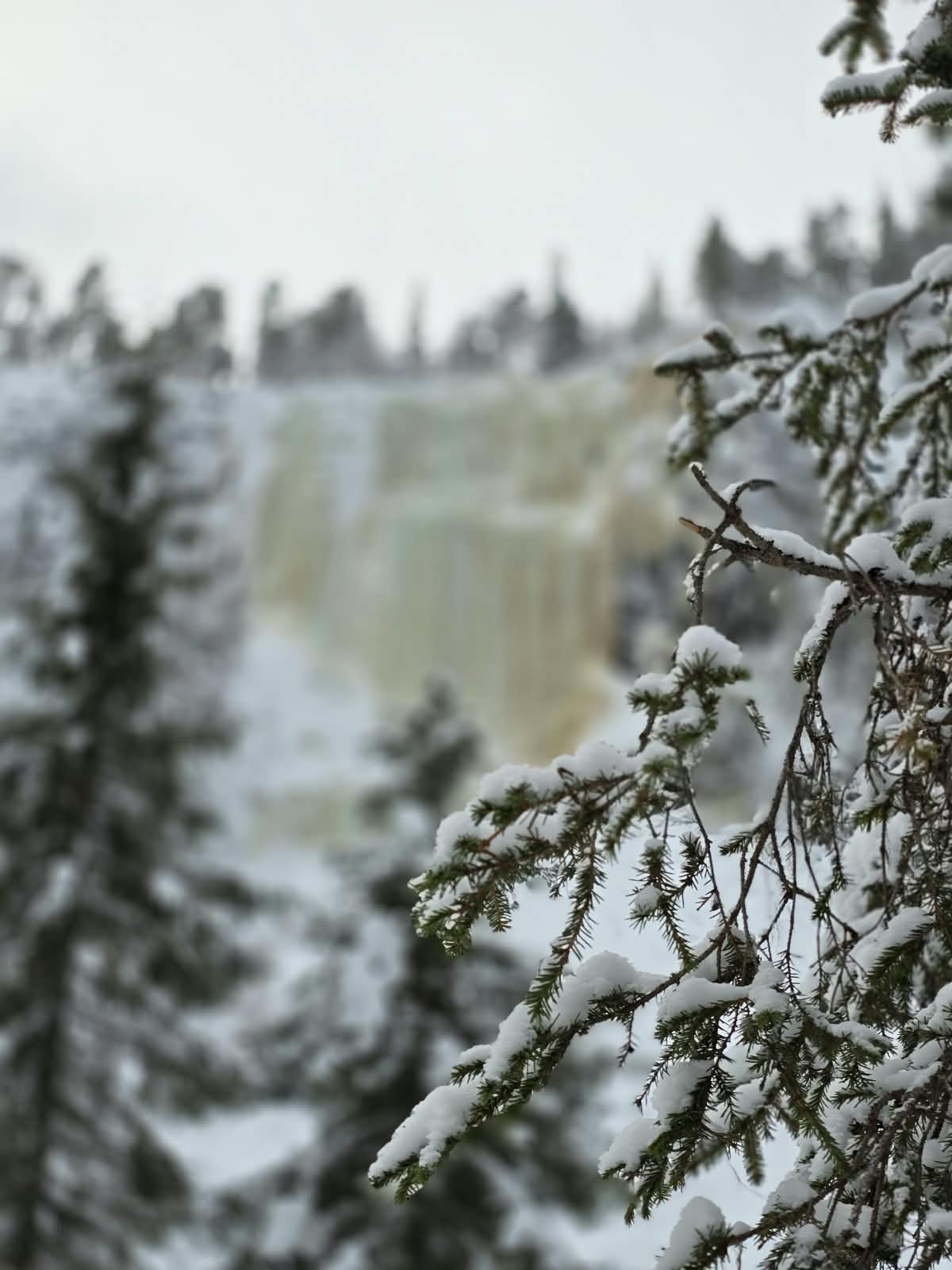Snowy Lapland forest; illustrative winter scenery, not a photo of Ranua Wildlife Park